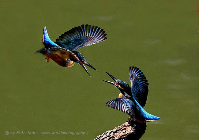 Kingfisher in Fight